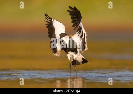 Le pluvier à ailettes (ou lapwing, Vanellus spinosus) flanque ses ailes. Cet oiseau habite les zones humides et côtières de l'Afrique du Nord et des pâques Banque D'Images