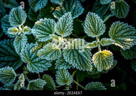 Arrière-plan abstrait avec herbe verte et feuilles recouvertes de givre. Vue de dessus. Cristaux de glace sur l'herbe verte après le premier gel en hiver. Banque D'Images
