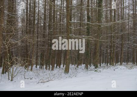 Laques européennes à feuilles caduques (Larix decidua) couvertes de neige dans une forêt du Devon rural, Angleterre, Royaume-Uni Banque D'Images