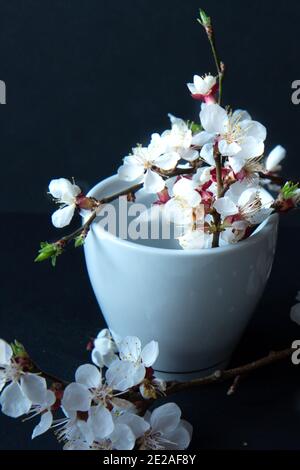 Tasse de café blanc et branche fleurie d'abricot sur fond noir. Photographie sombre Banque D'Images