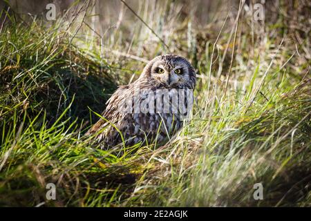 Petite hibou au sol qui s'assèche après une forte pluie tempête Banque D'Images