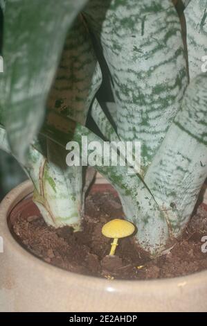 Champignon jaune (Leucocoprinus birnbaumii) est un champignon commun dans les plantes de maison et serres ou n'importe quel autre endroit avec organiquement riche ainsi Banque D'Images