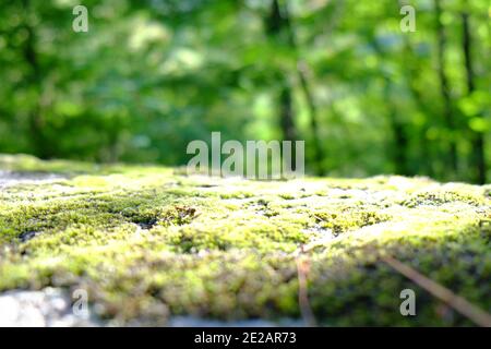 Gros plan macro lumière douce à la mousse sur les racines des arbres, branche et log dans une forêt verte ou mousse sur le tronc des arbres. Écorce d'arbre avec mousse verte. Foyer sélectif pour le fond avec des arbres dans la forêt. Photo de haute qualité Banque D'Images