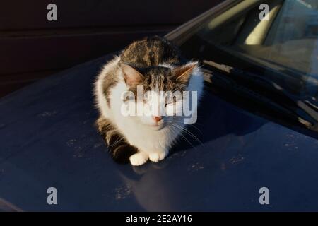 gros plan de l'enfer de la torpille et du chat domestique blanc assis sur le capot d'une voiture, avec un visage souriant, à l'extérieur en profitant du soleil d'hiver Banque D'Images
