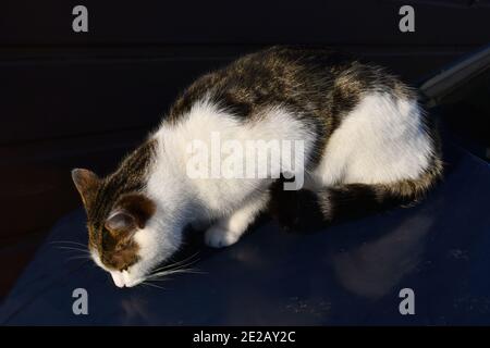 gros plan de l'enfer de la torpille et du chat domestique blanc se sont assis à renifler sur le capot de la voiture, avec des empreintes de pattes sales dessus, à l'extérieur de se tremper le soleil d'hiver Banque D'Images