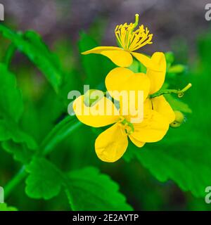 Herbes médicinales. Fleurs jaunes et feuilles vertes de celandine dans un jardin en plein air Banque D'Images