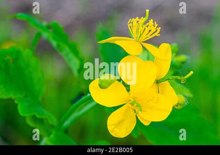 Herbes médicinales. Fleurs jaunes et feuilles vertes de celandine dans un jardin en plein air Banque D'Images