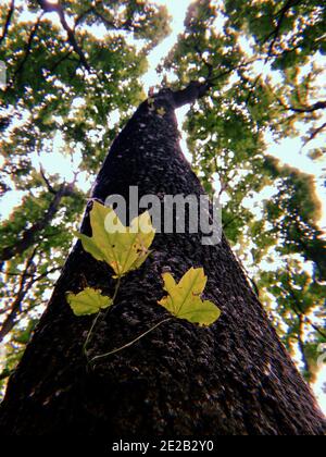 Couronnes de grands chênes avec de jeunes feuilles vertes luxuriantes au printemps, de nouvelles feuilles Banque D'Images