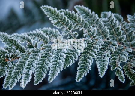 L'une des plantes couvertes de glace capturées autour de mon jardin. Banque D'Images