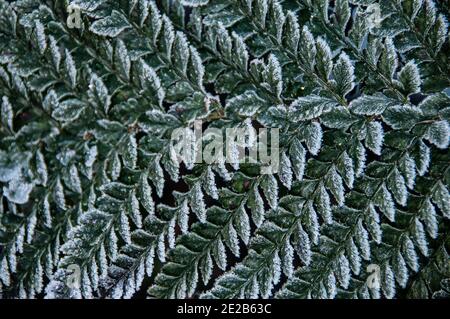 L'une des plantes couvertes de glace capturées autour de mon jardin. Banque D'Images