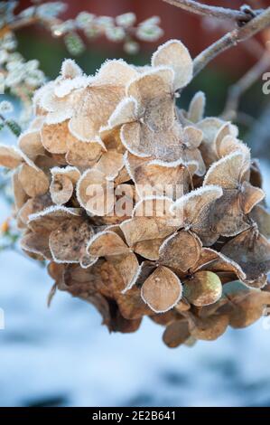 L'une des plantes couvertes de glace capturées autour de mon jardin. Banque D'Images