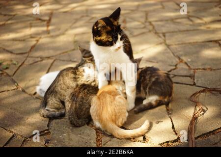 Tricolore et nourrissant ses chatons dans le jardin Banque D'Images