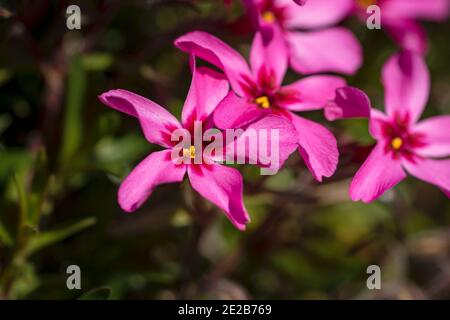 Gros plan de fleurs de phlox rose en fleurs sur un flou arrière-plan au printemps Banque D'Images