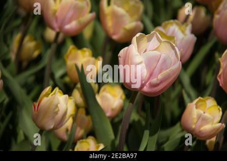 Gros plan d'un groupe de corail pâle et Tulipes de pêche poussant dans un lit de fleur dans les jardins de Keukenhof Près de Lisse Hollande pays-Bas Banque D'Images