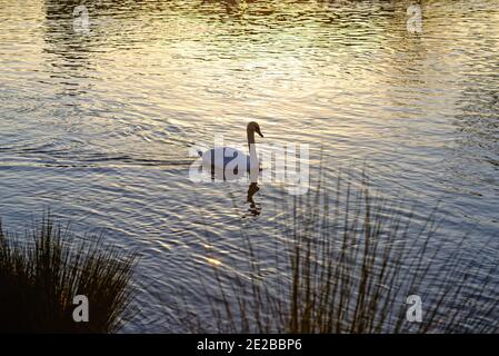 Demi-silhouette d'un cygne muet, cygnu8s olar sur une surface d'eau colorée au coucher du soleil le jour de l'hiver Banque D'Images