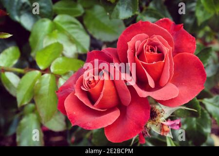 Rosa Hot Chocolate ' Wekpaltez' brun rose en fleur pendant les mois d'été Banque D'Images
