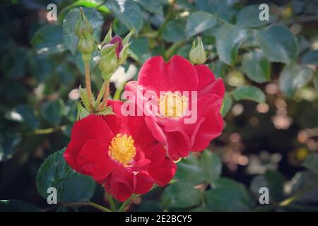 Tapis de fleur 'Red Velvet Noare' rose en fleur pendant le mois d'été Banque D'Images