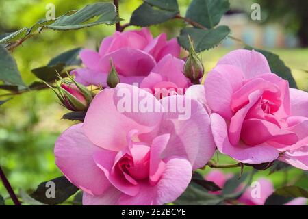 Rosa Cariad Aussanier rose rose en fleur pendant l'été mois Banque D'Images