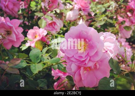 Rosa Cariad Aussanier rose rose en fleur pendant l'été mois Banque D'Images