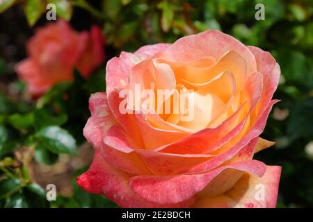 Rosa «Jam and Jerusalem» pêche et rose rose en fleur pendant les mois d'été Banque D'Images