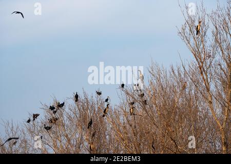 Colonie de cormorans assis sur les branches d'un arbre Banque D'Images