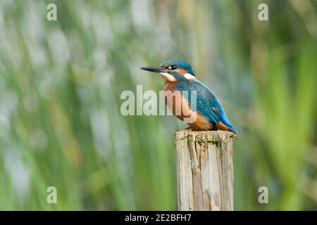 Jeune mâle Kingfisher, Alcedo atthis, pêche de poste, réservoir de Farmoor, Oxfordshire, 13 août 2019. Banque D'Images