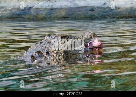 Gros plan sur un alligator qui se cache dans le lac Banque D'Images