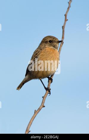 Femme Stonechat, Saxicola rubicola, perchée dans la brousse de la réserve Otmoor du RSPB, Oxfordshire, 21 décembre 2019. Banque D'Images