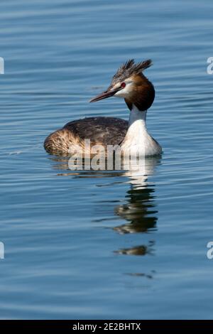 Grand Grebe à crête, Podiceps cristatus, en été, en plumage au réservoir de Farmoor, Oxfordshire, 20 mai 2020. Banque D'Images