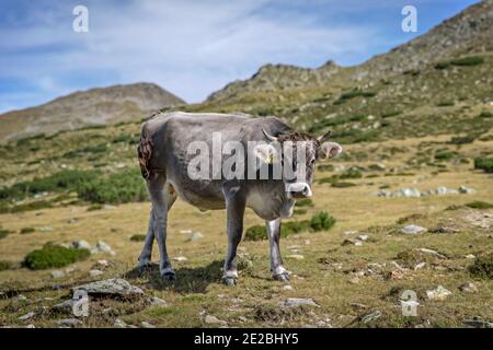 Vache grise sur pâturage alpin en été, Tyrol du Sud / Alto Adige, Italie Banque D'Images