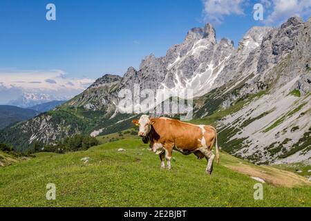 Montagne et vache alpine Große Bischofsmütze / Bischofsmuetze dans la chaîne de Gosaukamm des montagnes de Dachstein, haute-Styrie / Steiermark, Autriche Banque D'Images