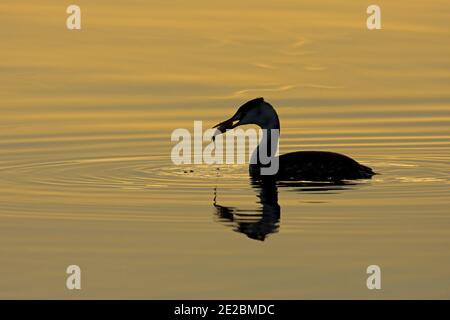 Silhoutted Great Crested Grebe, Podiceps cristatus, avec des poissons au réservoir Farmoor, Oxfordshire, 26 novembre 2020. Banque D'Images