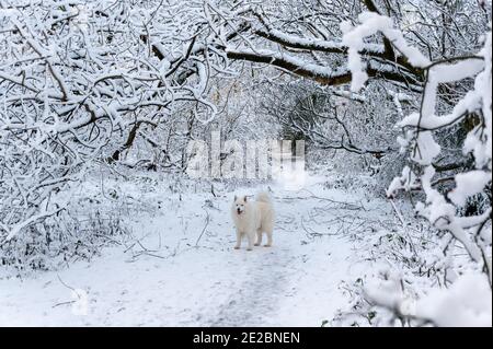 Chien Samoyed dans la neige Banque D'Images