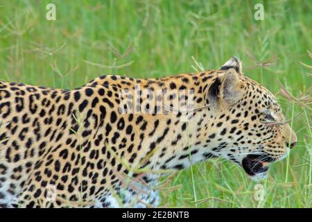 Léopard (Panthera pardus). Animal unique, en mouvement, marchant avec confiance, à travers les prairies, savane. Tête maintenue à la hauteur de l'herbe de semis de panicule. Banque D'Images