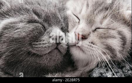 Couple joyeux chatons sommeil détendez-vous ensemble. Famille chaton amoureux. Nez de chat adorable pour Saint-Valentin.long bannière web gros plan. Animal domestique confortable Banque D'Images