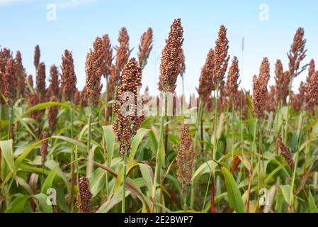 Sorgho bicolore champ agricole Banque D'Images