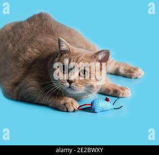 Un chat de Shorthair britannique de couleur pêche joue avec un jouet de souris de chiffon bleu dans un cercle. Vue sur le côté. Gros plan Banque D'Images