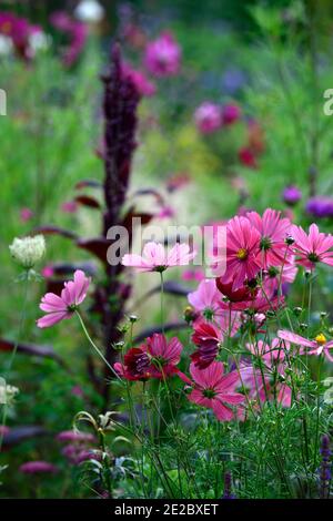 COSMOS bipinnatus Rubenza,Amaranthus cruentus Velvet rideaux,plouaches cramoisi foncé,couleur rouge ovate feuillage, fleurs pourpres foncé, fleurs roses rouges, débit Banque D'Images