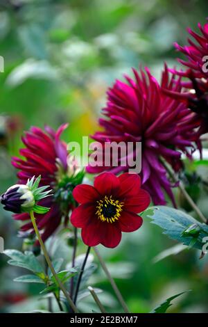 dahlia,dahlias mixtes,semis,fleurs rouges foncé,fleurs violettes,mélange,schéma de plantation mixte,dahlias simples et cactus,fleurs,RM floral Banque D'Images