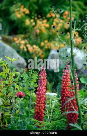 eryngium guatemalense,fleurs,Floraison,bordure mixte,chardon ornemental,Lupinus Gallery Red,Galerie série lupin,Lupin galerie rouge,lupin,fleurs rouges, Banque D'Images