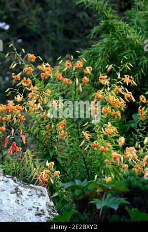 lilium henryi,lys,nénuphars,orange,fleurs,taches,taches,portraits de plantes,gros plan,capuchon turc,nénuphars,muguet,debout,groupe,RM floral Banque D'Images