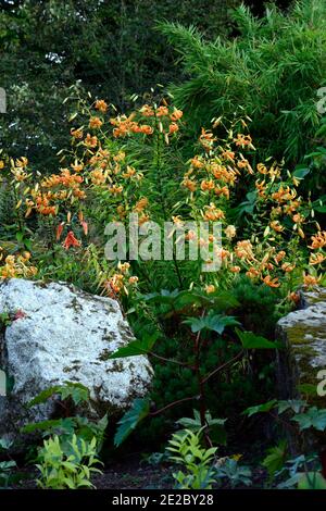 lilium henryi,lys,nénuphars,orange,fleurs,taches,taches,portraits de plantes,gros plan,capuchon turc,nénuphars,muguet,debout,groupe,RM floral Banque D'Images