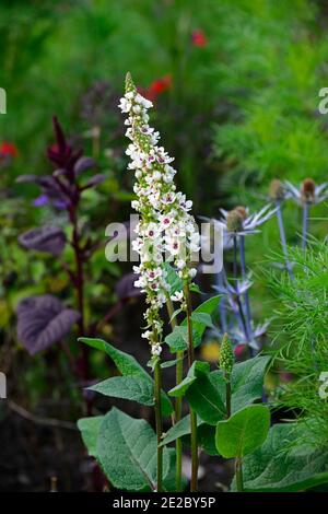 Mullein,fleurs blanches,fleurs,mulleins,vivaces,vivaces,plantes vivaces,combinaison de plantation,RM Floral,Verbascum chaixii alba Banque D'Images