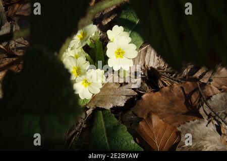 Primula vulgaris, la premrose commune, est une espèce de plantes à fleurs de la famille des Primulacées, indigènes de l'Europe occidentale et méridionale, Banque D'Images