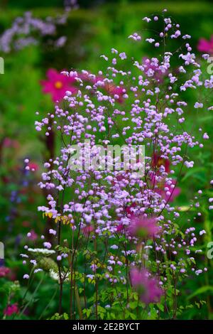 Thalictrum delavayi, rue des prés, pourpre, lilas, fleur, fleurs, floraison, vivaces, RM Floral Banque D'Images