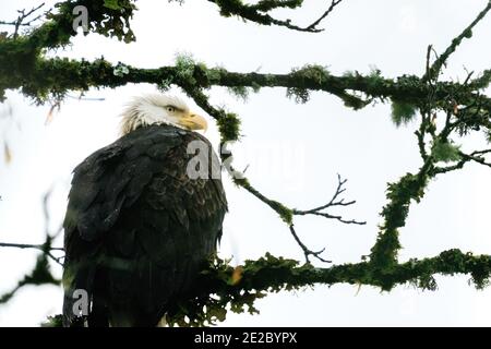 Vue en gros plan depuis le dessous d'un aigle à tête blanche adulte perché sur une branche Banque D'Images