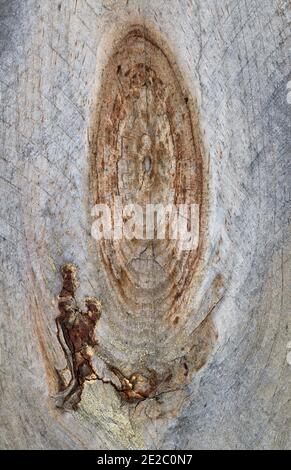 Gros plan photo macro de noeuds de bois et de motifs de grain dans une clôture en bois le long d'une ligne de propriété dans l'Indiana. Motif oblong vertical. Banque D'Images
