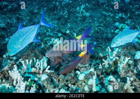 La coalition de chasse du poisson-chèvre bleu et du thon rouge; les Jacks suivent le poisson-chèvre pour saisir toute proie que le poisson-chèvre chasse hors du corail, Hawaï Banque D'Images