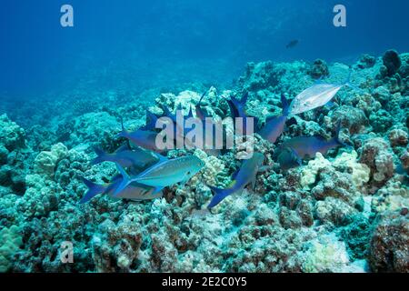 Coalition de chasse de goatfish bleu et de crics de thon rouge; la proie de crapet arout de goatfish hors du corail et les crics saisissent ceux qui tentent de fuir; Kona, Hawaii, États-Unis Banque D'Images