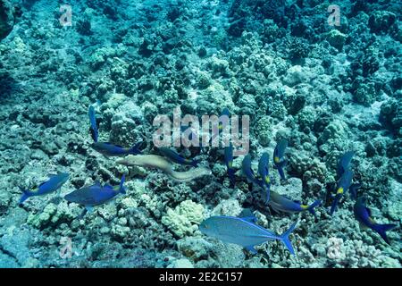 Coalition de chasse de goatfish bleu avec des crics de thon rouge et une anguille de moray de whitemouth, Kona, Hawaii, États-Unis Banque D'Images